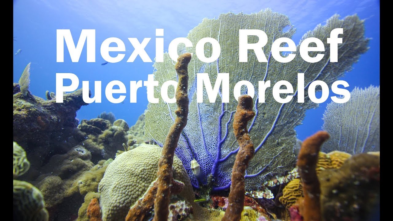 Scuba Diving a Reef Exploring Mexico's Reef in puerto morelos YouTube