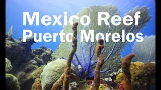 Scuba Diving a Reef Exploring Mexico's Reef in puerto morelos