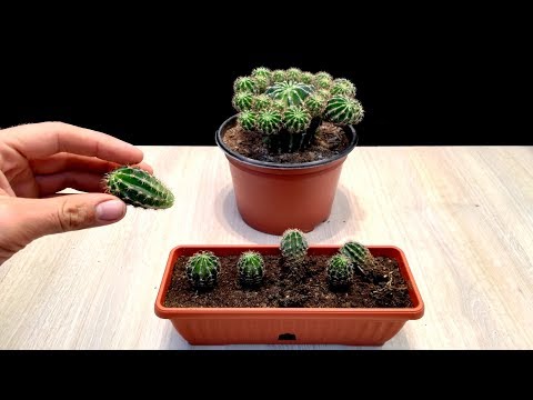Video: Mimea ya Echinocereus Ladyfinger: Jifunze Jinsi ya Kukuza Mimea ya Ladyfinger Cactus