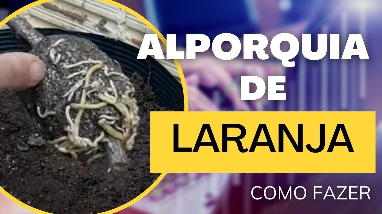 ALPORQUIA DE LARANJA - Técnica Completa, Como Fazer,  Plantar, Adubar, Hormônio, Geotropismo e Mais
