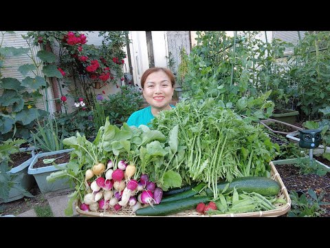 Video Thu hoạch củ cải đường, cải cúc, bí ngòi, đậu hà lan,... - youtube
