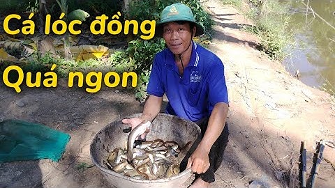Bữa nay anh em tiếp tục hành trình kích cá đồng, về nấu canh phai mỡ quá ngon #t45#locnguyenag 