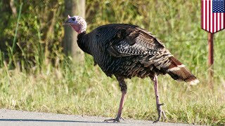 Troublesome turkey wreaks havoc on small Rhode Island town - TomoNews