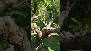 Moss And Lichen On The Trunk Of A Mini Tree. 1Healingnature