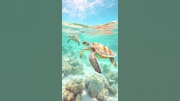 والذي جاء بالصدق وصدق به أولائك هم المتقون(تلاوة من سورة الزمر)🌹قرآن كريم 🌹