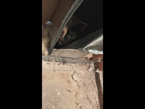 Lacy Firefighters Rescue Cat Trapped Inside Wall For Two Days