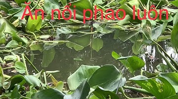 Câu cá trong lục bình không ngờ trúng ổ cá rô đồng Duy Khánh giựt không kịp luôn