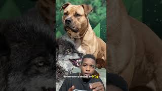 RAPID ROY WILDSIDE - PITBULL QUE SOBREVIVEU AO ATAQUE DE UM LOBO