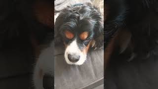 Son of a...watch your language (ft. my dog and cat) #dog #cutedog #cat #cutecat #meme #fyp