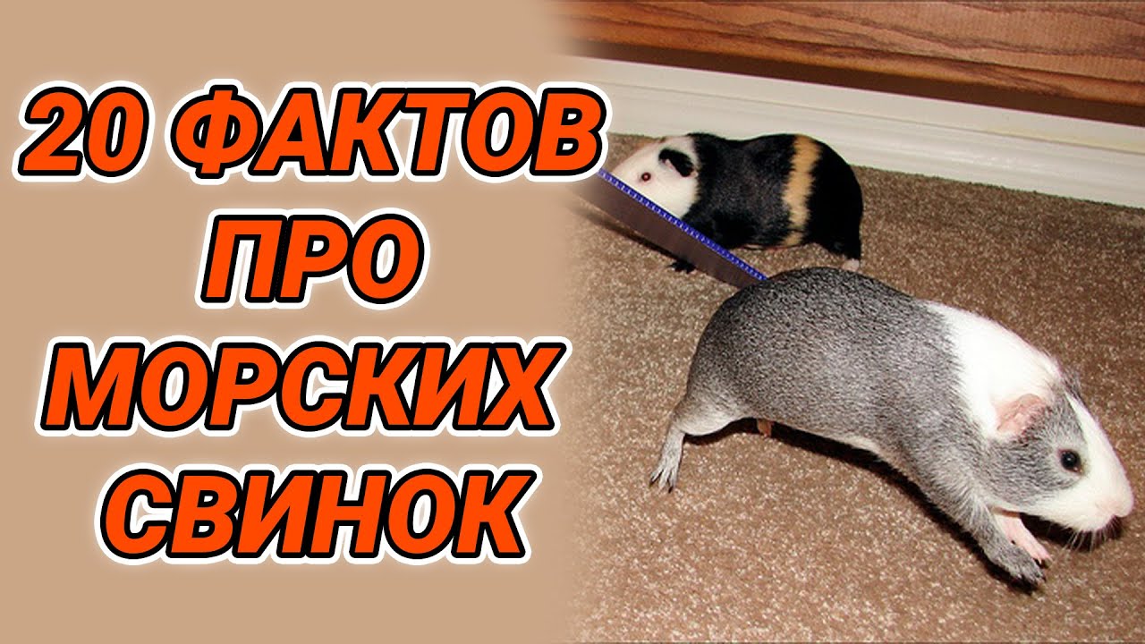Интересные факты о морских свинках - YouTube