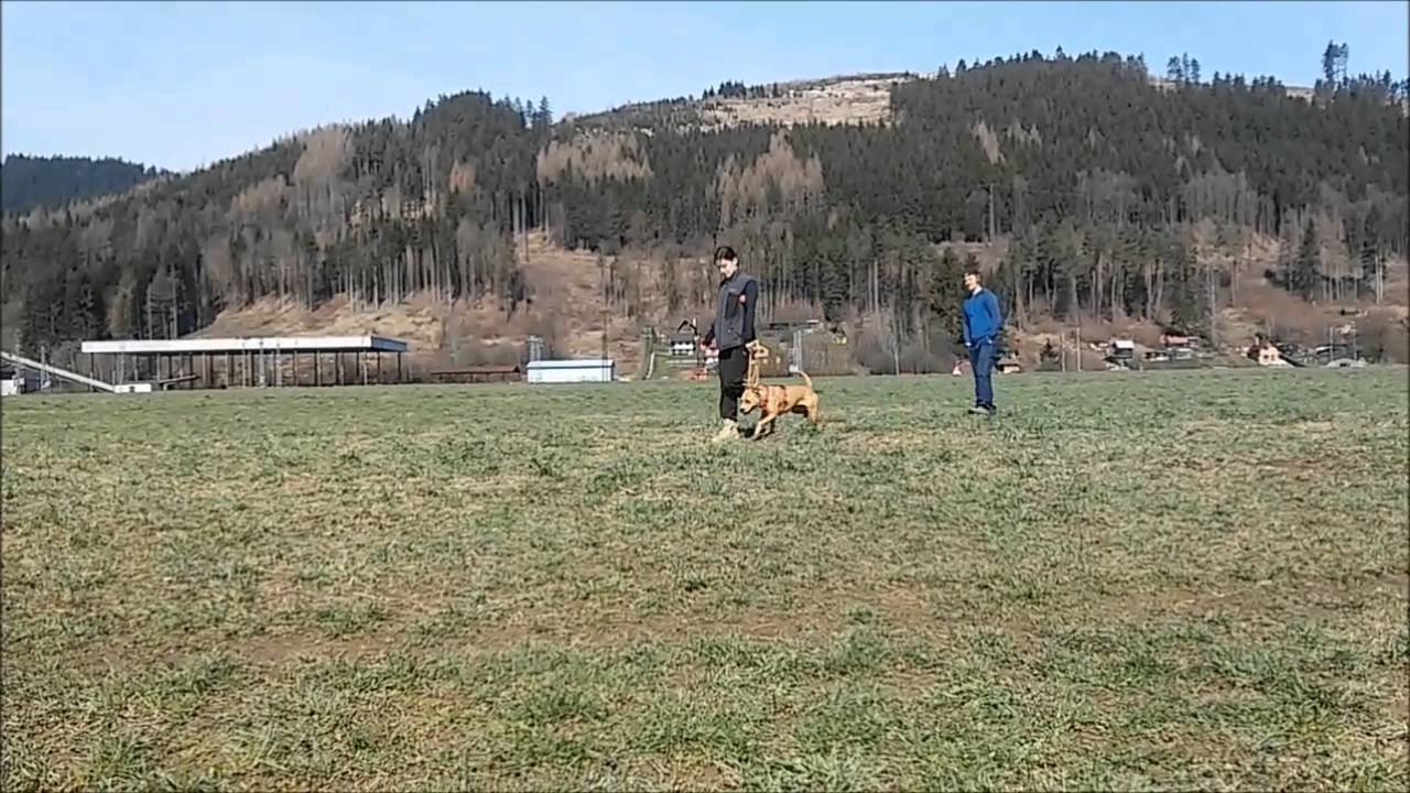 L-dog - výcvik psov - tréning BH - Kira