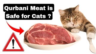 Cats ko Qurbani Ka Meat de skty hain ?  | How to Feed Raw meat to your Cats by Chubby Meows 11,820 views 10 months ago 3 minutes, 6 seconds