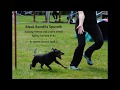 Agility training and first competitions - Manchester Terrier Sputnik の動画、YouTube動画。