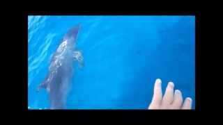 We Love Dolphins Mustcat