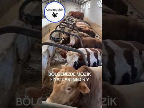 Mozik Fiyatları Nedir#angus #simental #şarole #buzağı