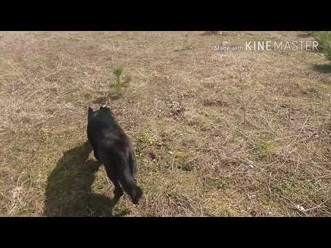 Video: 5 Lõbusat Tegevust Koeraga Koduaias