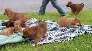 Shiba Inu Puppies for Sale