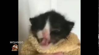 CAT SPEAKING YAMETE KUDASAI