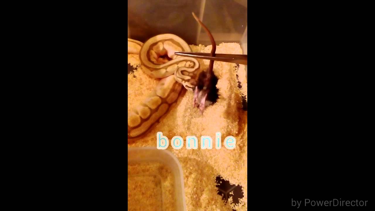 snake games Royal (ball)python feeding and boa constrictor