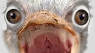 Fnatisn Candyman By Sub Urban Short