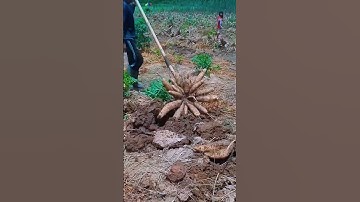 Cinta luar biasa pekerja ini saat mencabut batang pohon singkong