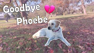 Goodbye Phoebe 💔 | Montage