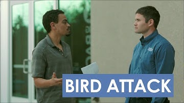 why are birds attacking my windows?