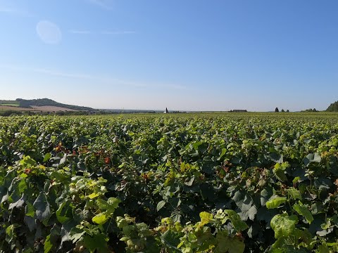 Video: Cantine e vigneti di champagne a Reims, Epernay e Troyes