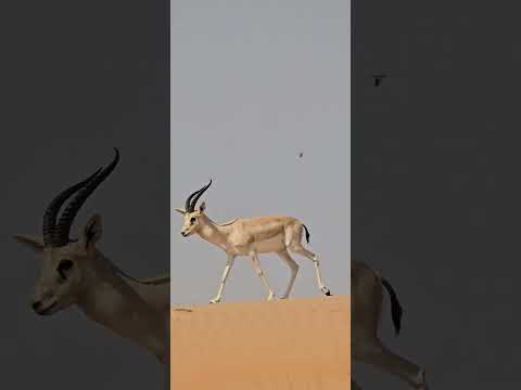 arabian sand gazelle/dubai desert conservation reserve/youtube shorts/viral vedeo/info with sagar