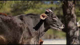 Tau sebata official video