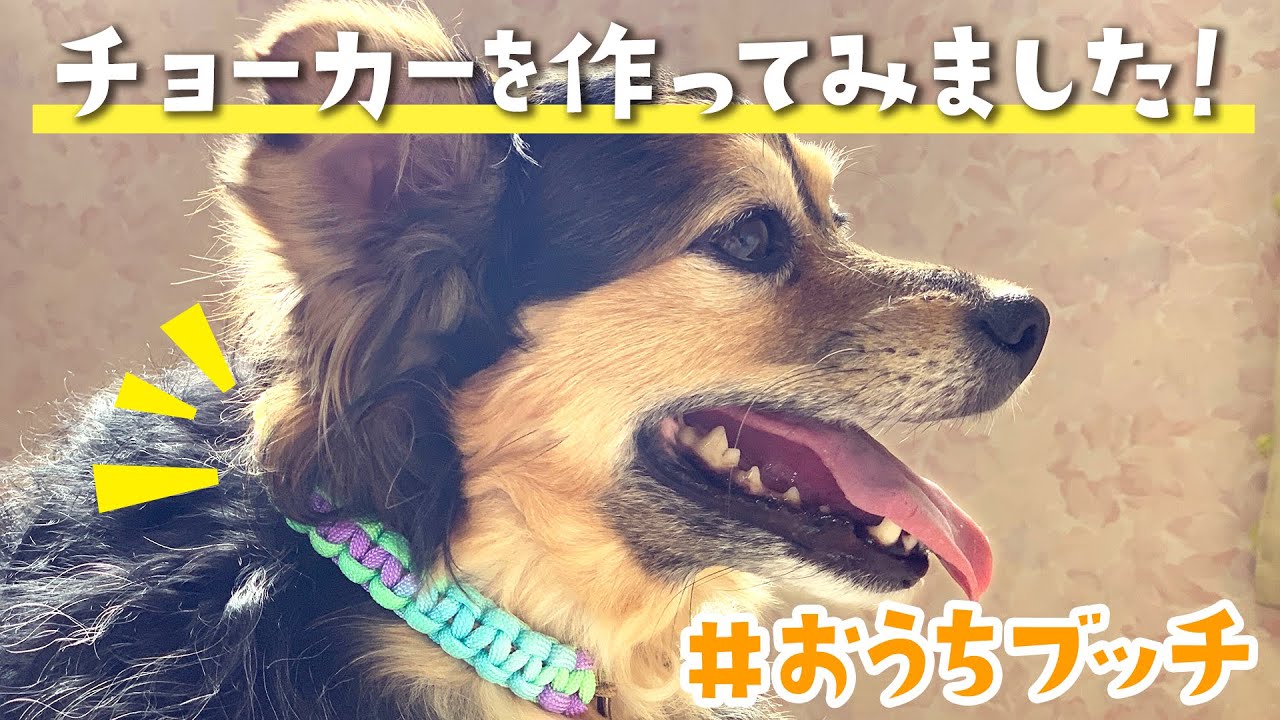 おうちブッチ パラコードで愛犬のチョーカーを作ってみました Youtube