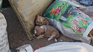 The dog was abandoned by the garbage dump. Xiao Le took it home as soon as he found it and gave the by 理发师小乐和流浪狗 1,866 views 4 days ago 8 minutes, 51 seconds