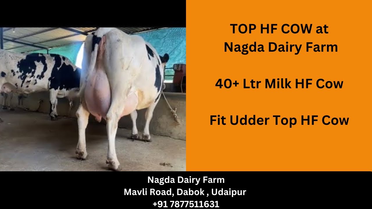 Top 40+ ltr HF Cow Nagda Dairy Farm Dabok Top Milking Cow YouTube