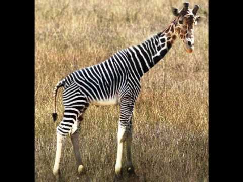 Mother*ucker - მაზაფაკა - DJ Dato Radio 105