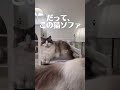これ、猫専用のソファ!? 制作過程は関連動画からチェックしてね！✨#diy #猫 #ラグドール