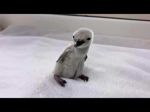 Chinstrap Penguin Being Hatched | SeaWorld San Antonio