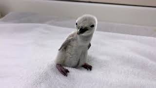 Chinstrap Penguin Being Hatched  | SeaWorld San Antonio