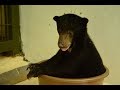 Sun Bear Rehabilitation | Bintang the Rescued Sun Bear Has Grown Up | BSBCC