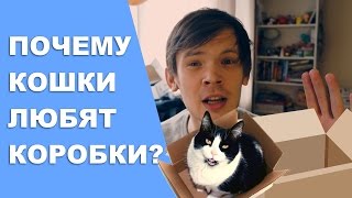 ПОЧЕМУ КОШКИ ЛЮБЯТ КОРОБКИ | #КОЛЧАКЗНАЛ ПОЧЕМУ КОШКИ ЛЮБЯТ КОРОБКИ | #КОЛЧАКЗНАЛ