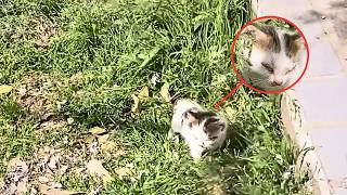 A stray kitten was lost with no way to find her mom — eyes crusted shut, voice hoarse from crying.
