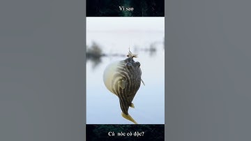 Vì sao cá nóc có độc? | Nitv #thegioidongvat  #animals #cánóc