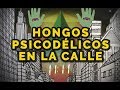 ¡Rompiendo la matrix en la CALLE con HONGOS de PSILOCIBINA! #StoryTime