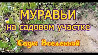 Александр Петров. Борьба с муравьями на садовом участке