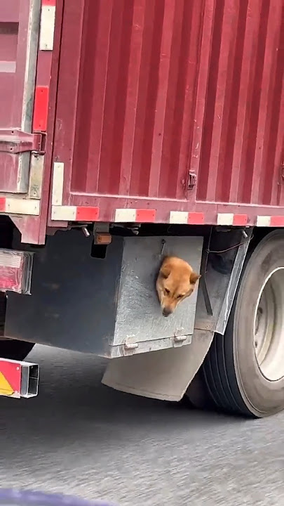 Kocak Ada Anjing Nyangkut Di Mobil Truk Ini Bikin Ketawa #truk