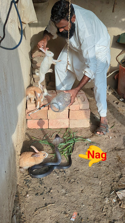 Naja Naja Pakda