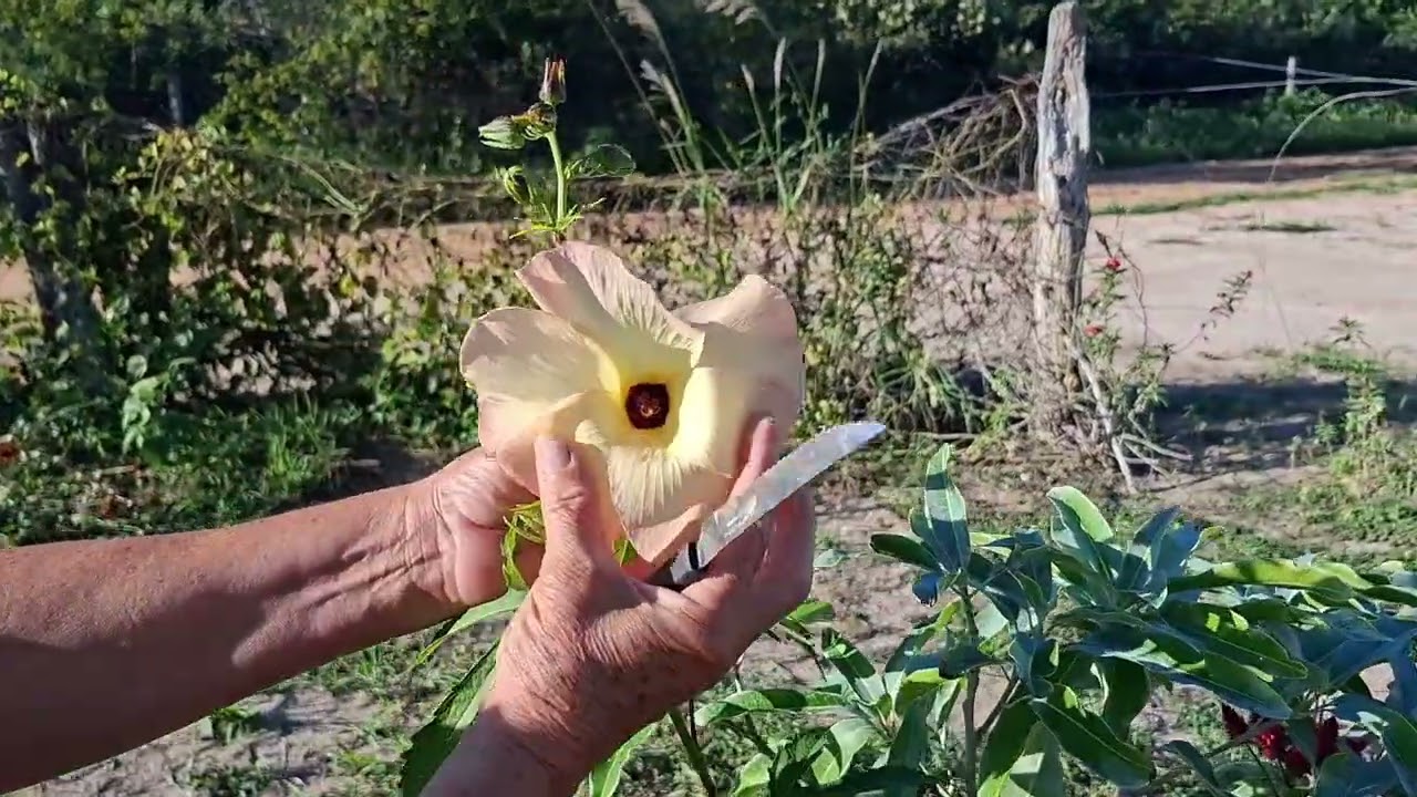 MOSTRANDO AS PLANTAS DO QUINTAL 