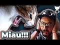 MI GATO ME SIGUE Y MAÚLLA SIN PARAR!!! | LA GATERÍA TV