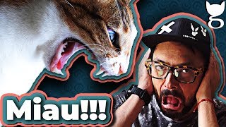 MI GATO ME SIGUE Y MAÚLLA SIN PARAR!!! | LA GATERÍA TV