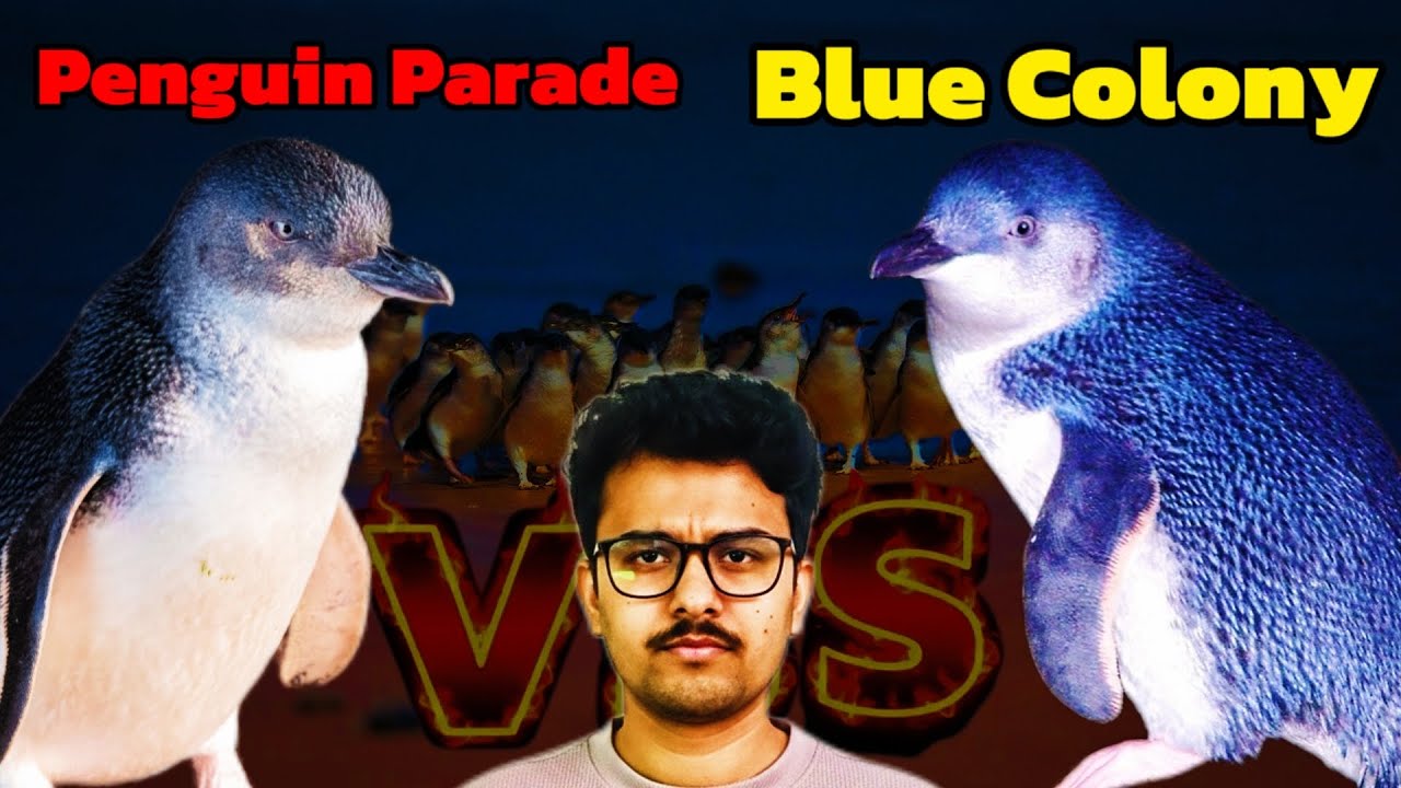 Australia vs New Zealand: Who Has the Cutest Penguins? Travel Vlogs and Adventures