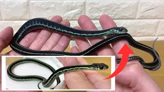 ガーターヘビを１年育てた結果がすごすぎる　 Puget Sound Garter Snake